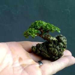top10 smallest bonsai