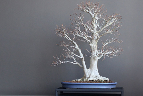 Bonsai seed kit?