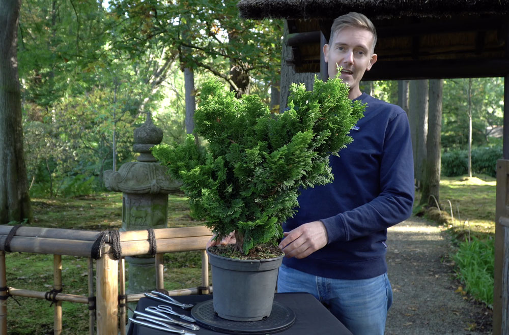 Hinoki Cypress bonsai tree