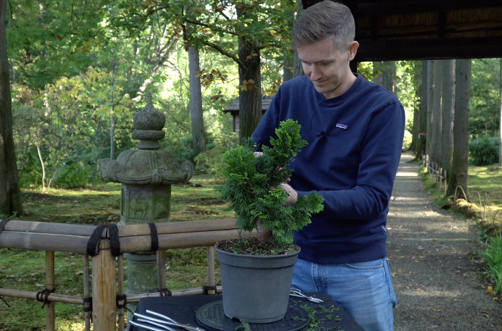 Hinoki Cypress bonsai tree