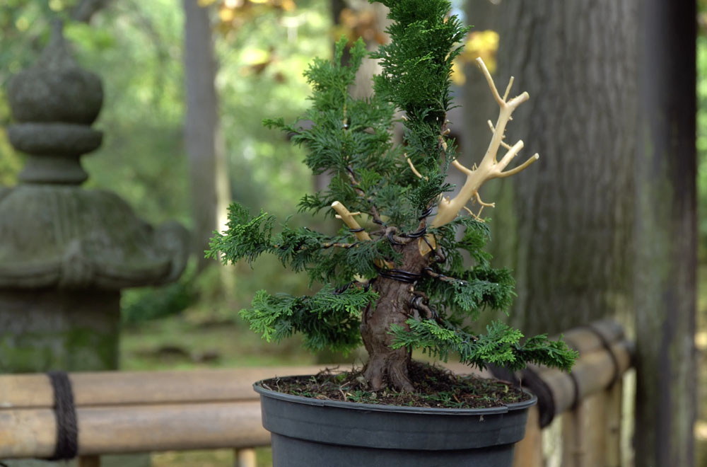 Hinoki Cypress bonsai tree
