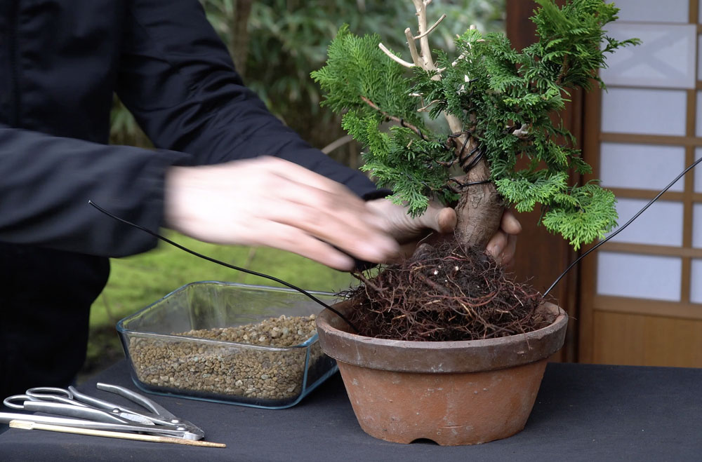 Hinoki Cypress bonsai tree