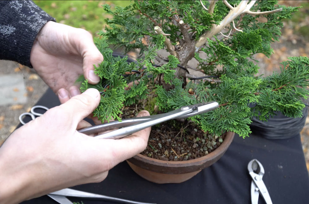 Hinoki Cypress bonsai tree