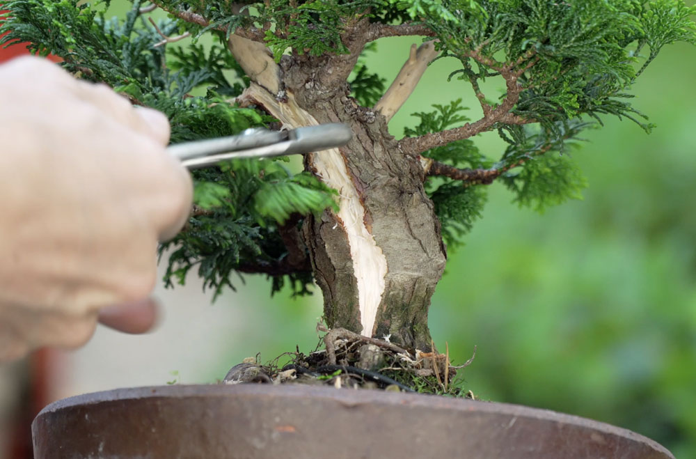 Hinoki Cypress bonsai tree
