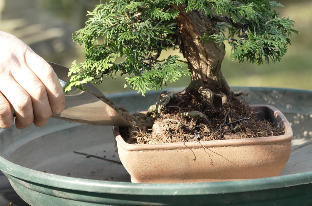 Hinoki Cypress bonsai tree