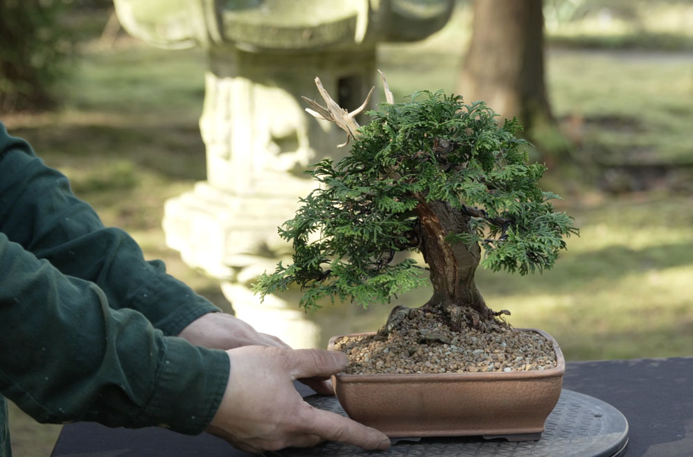 Hinoki Cypress bonsai tree