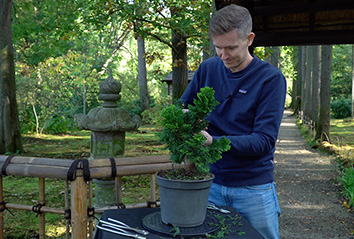 A Three-Year Cypress Bonsai Transformation
