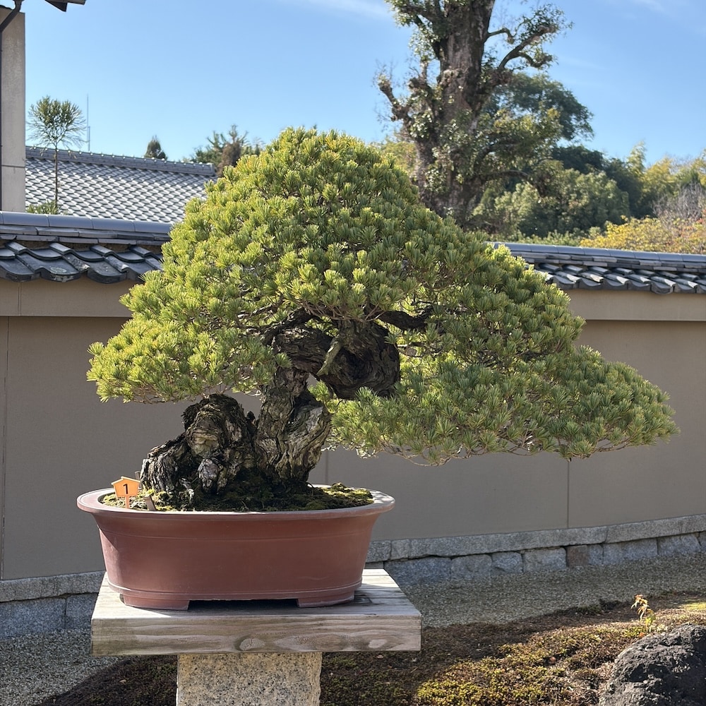 Hoshun-in Bonsai museum Kyoto