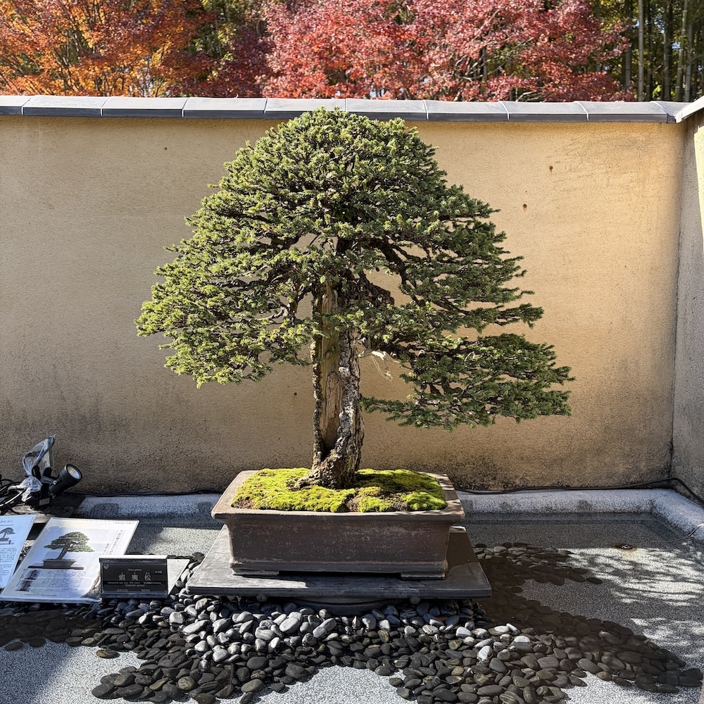 Showakinen-koen Bonsai collection, Tokyo