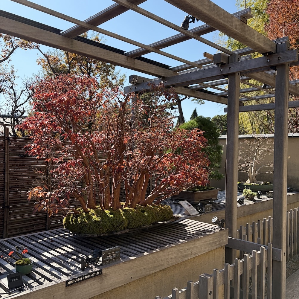 Showakinen-koen Bonsai collection, Tokyo