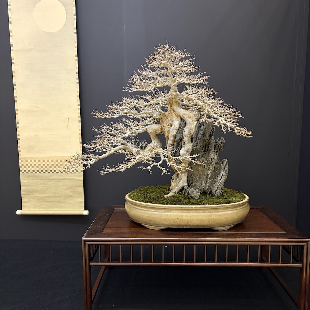 Taikan ten Japan 2025