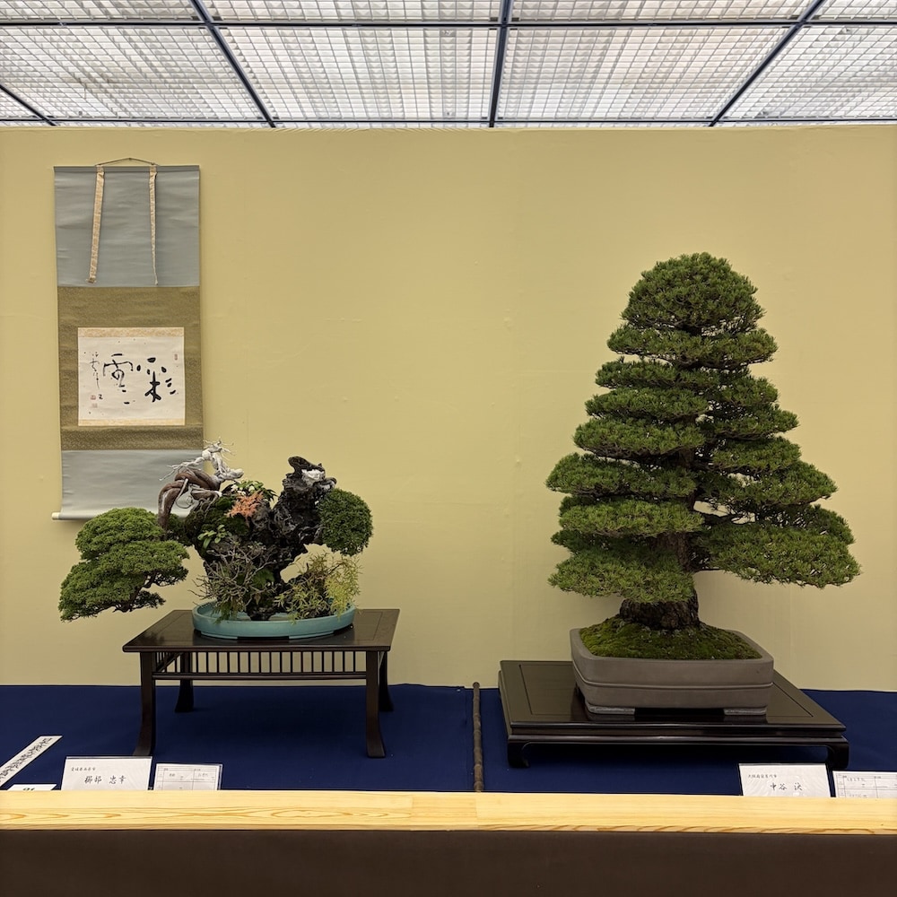 Taikan ten Japan 2025