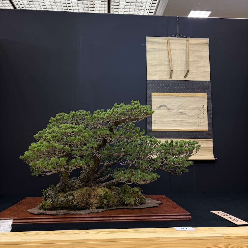 Taikan ten Japan 2025