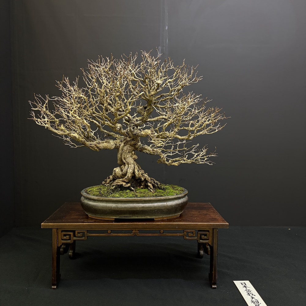 Taikan ten Japan 2025