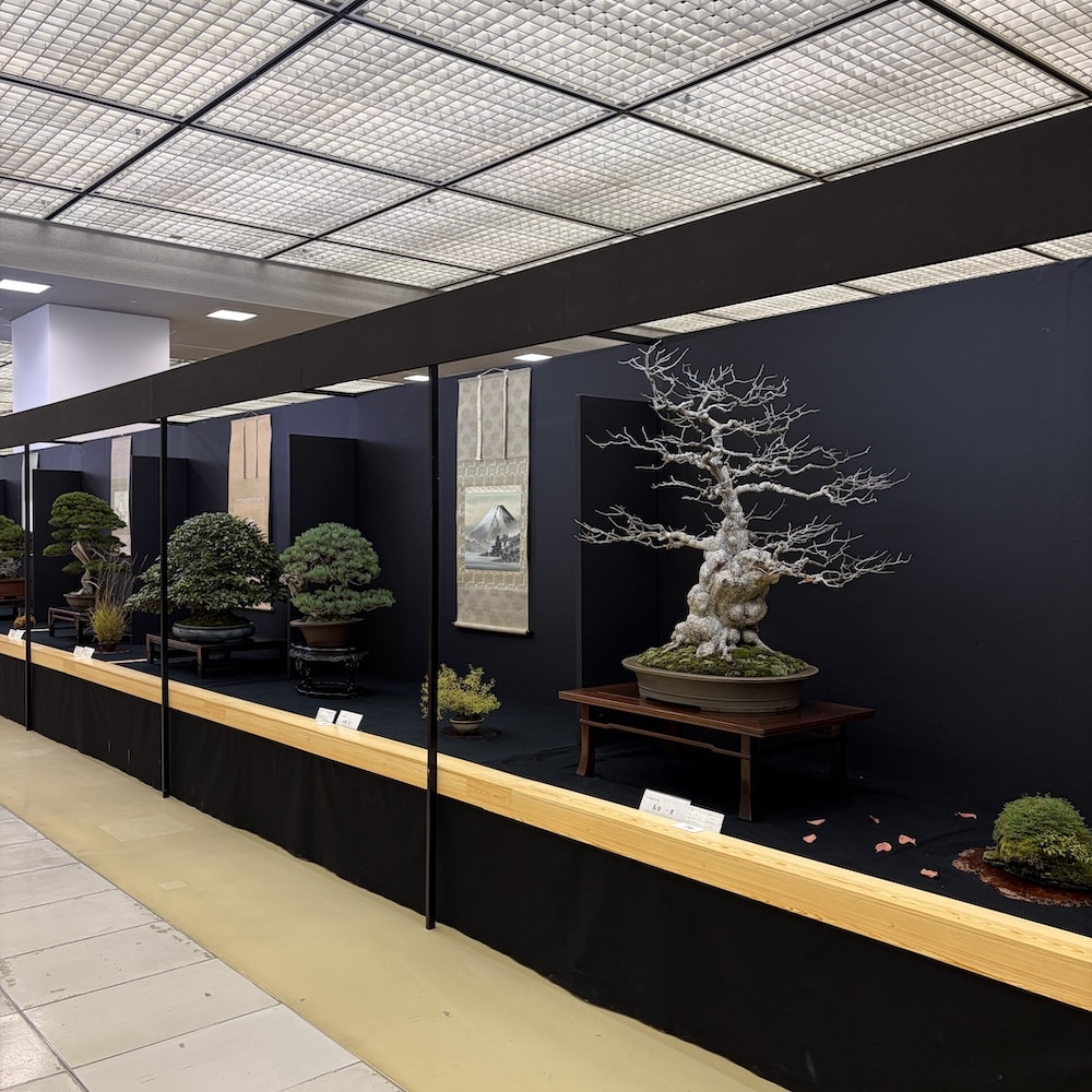 Taikan ten Japan 2025