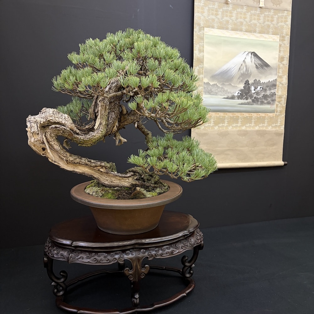 Taikan ten Japan 2025