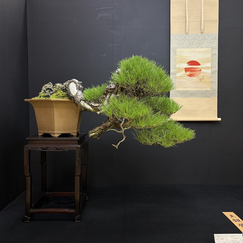 Taikan ten Japan 2025