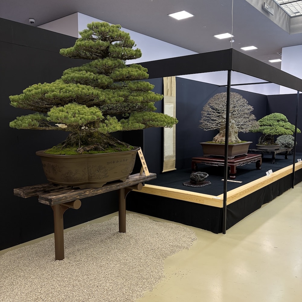 Taikan ten Japan 2025