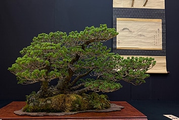 45th Taikan-ten Bonsai exhibition