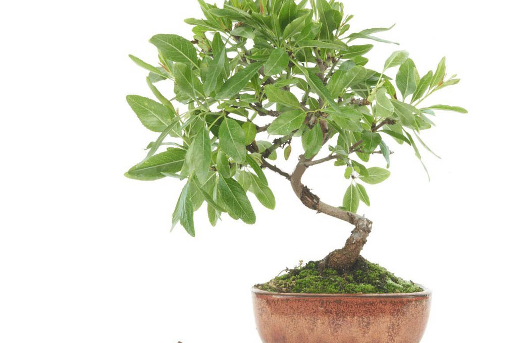 Almond Bonsai
