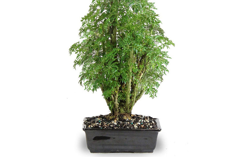 Care guide for the Ming aralia Bonsai tree (Polyscias) Bonsai Empire