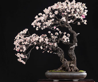 Japanese apricot