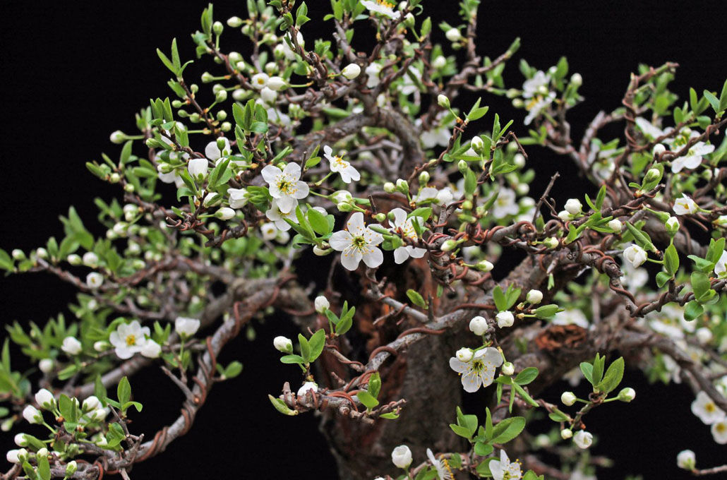 Blackthorn Bonsai