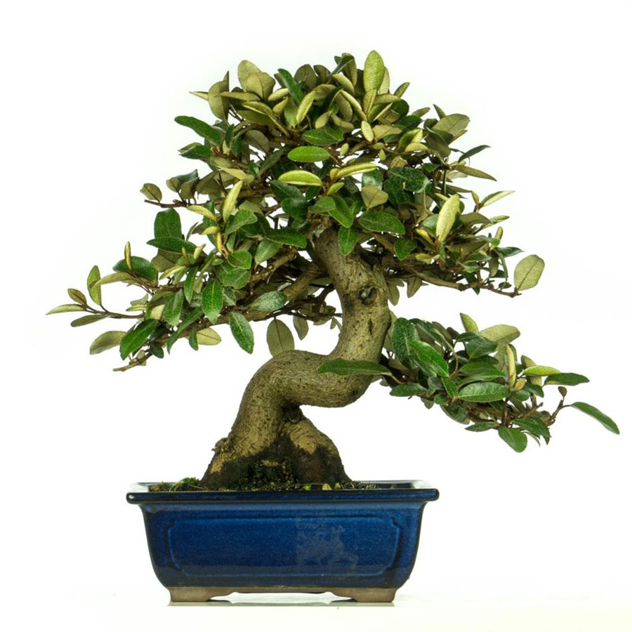 Elaeagnus Bonsai