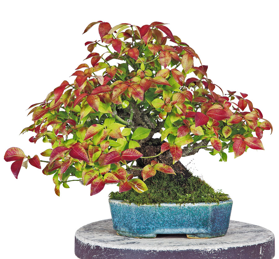 Euonymus Bonsai