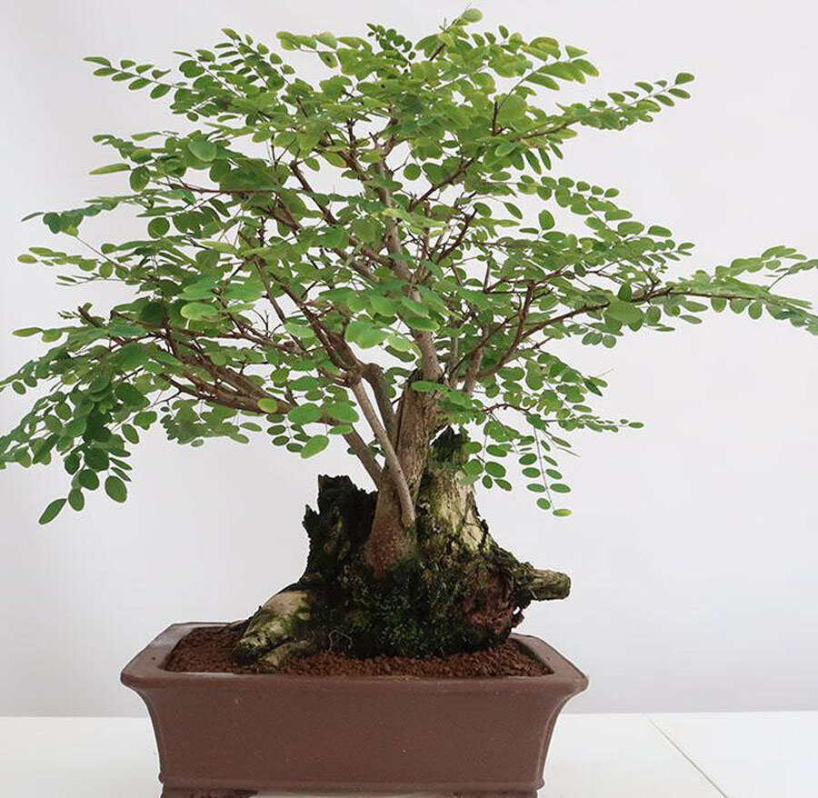 Locust Bonsai