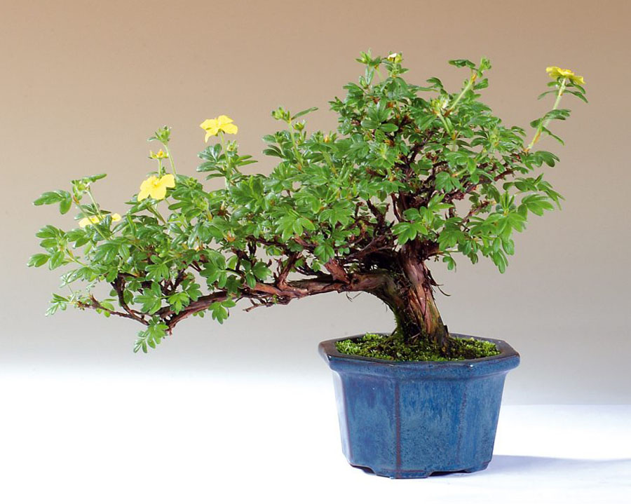 Potentilla Bonsai