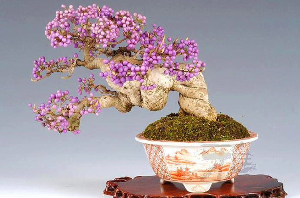 Callicarpa Bonsai