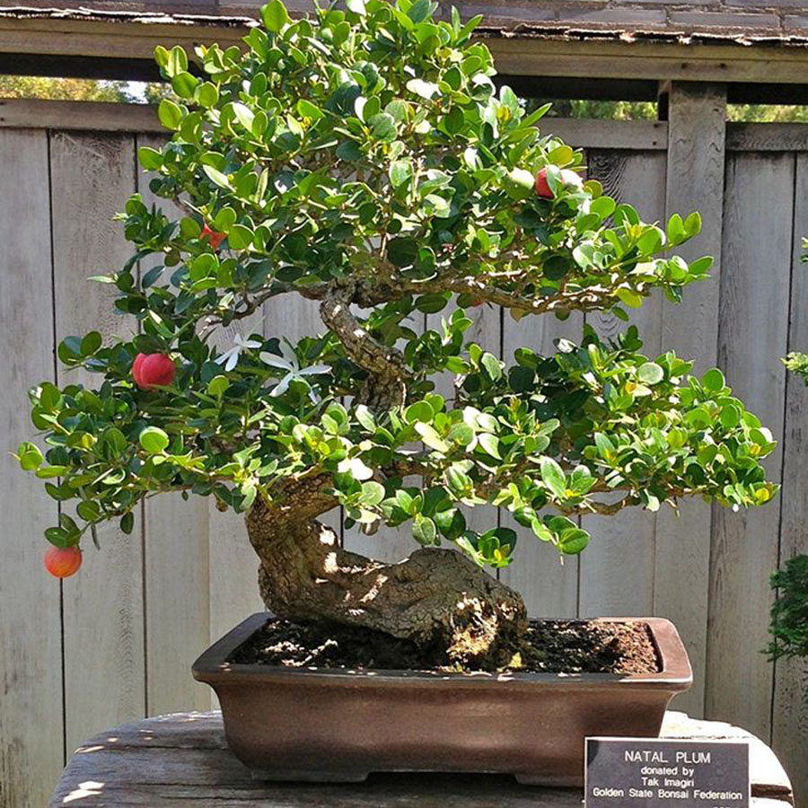 Natal Plum Bonsai