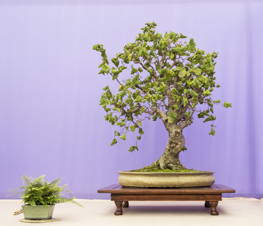 Hazel Bonsai