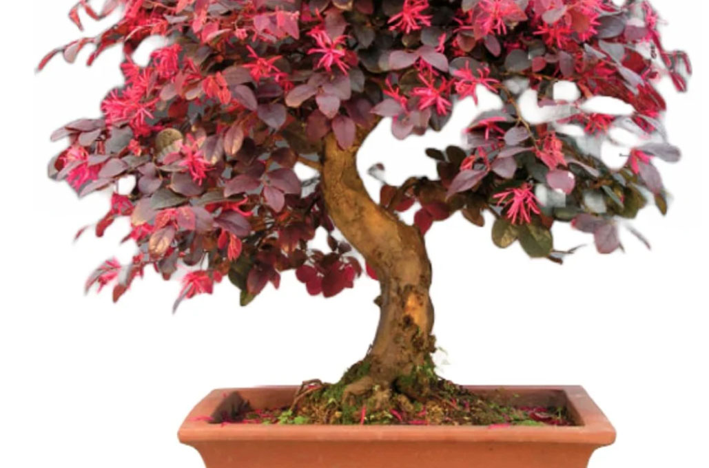 Loropetalum Bonsai