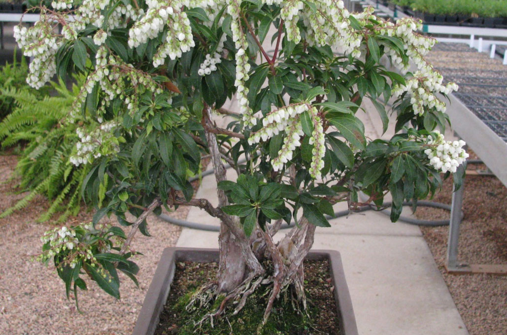 Pieris Bonsai