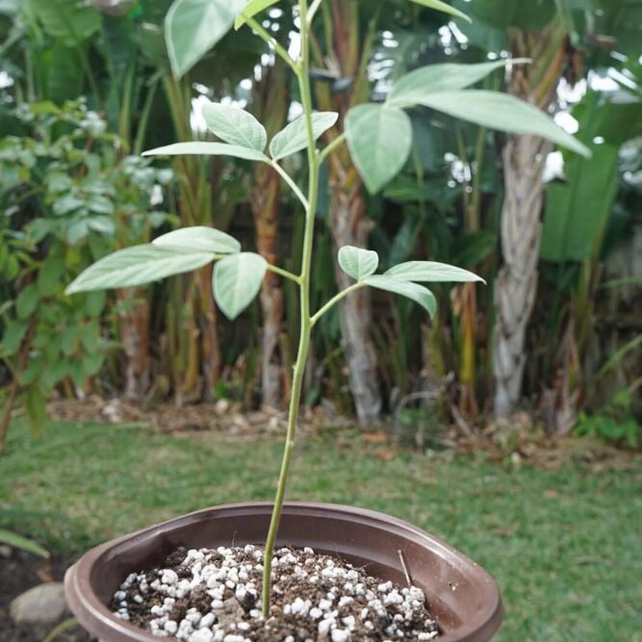 Pigeon pea Bonsai