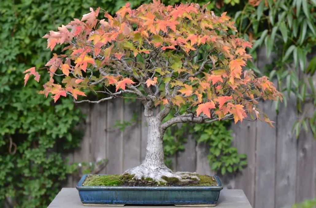 Red maple Bonsai