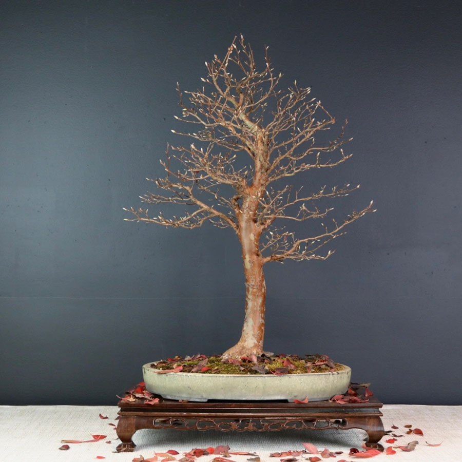 Stewartia Bonsai