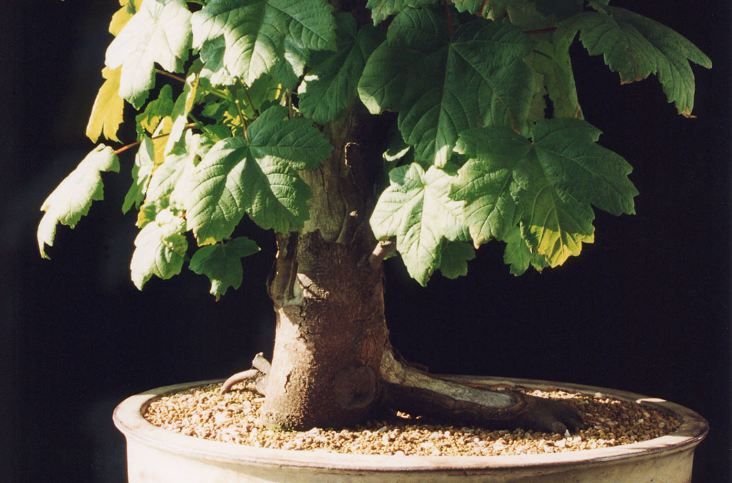 Sycamore Bonsai
