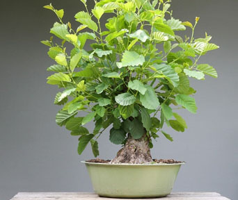 Alder