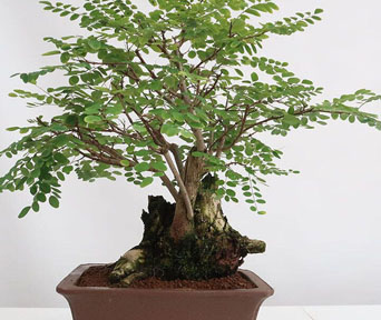 Black locust