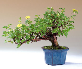 Potentilla