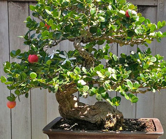 Natal Plum