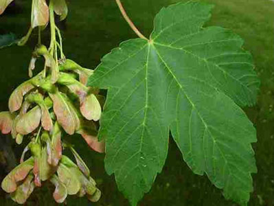 Sycamore Platanus occidentalis