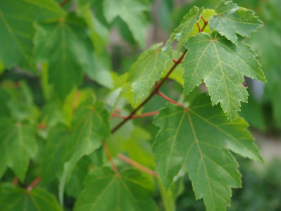 Red maple Acer rubrum