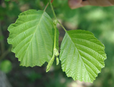 Alder Alnus