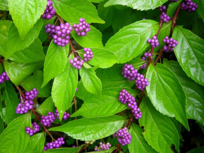 Beautyberry Callicarpa