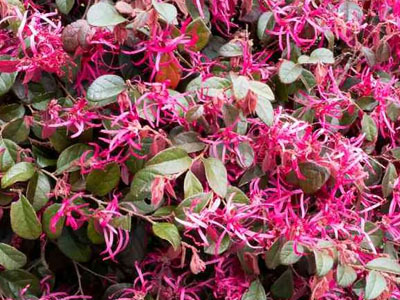 Chinese fringe flower Loropetalum