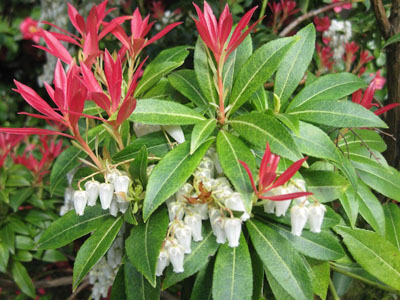Japanese andromeda Pieris japonica